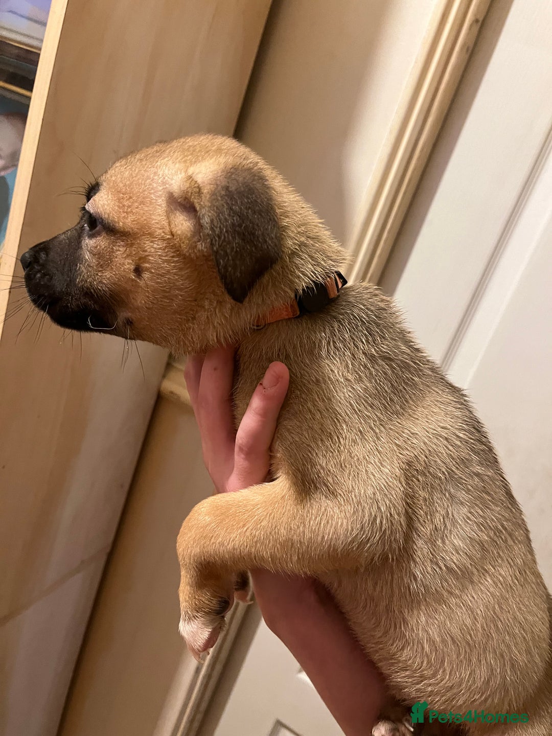 Mixed Breed dogs for sale: 5 beautiful pups remaining 🩷💙 - Advert 7