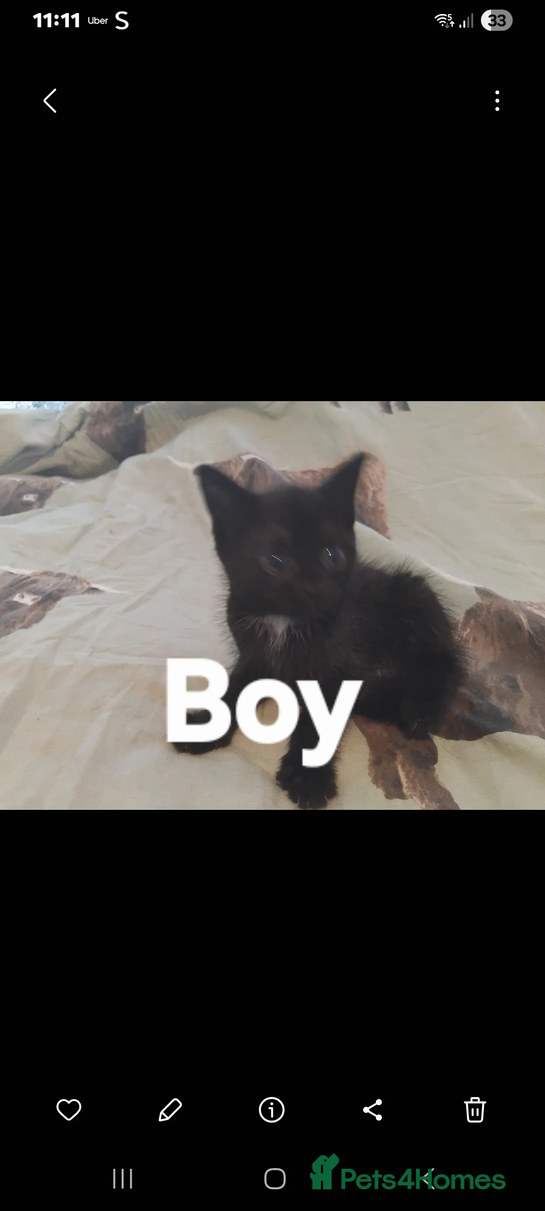 British Shorthair cats for sale: kittens for sale now £225 - Advert 2