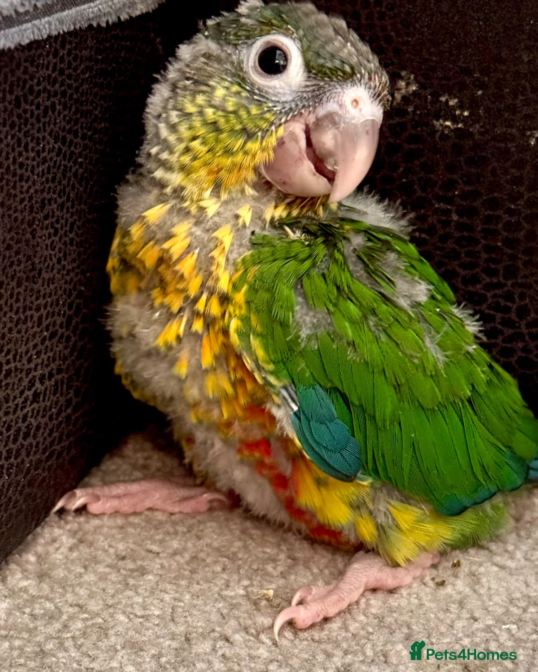 Conures birds for sale: Conures - Advert 2