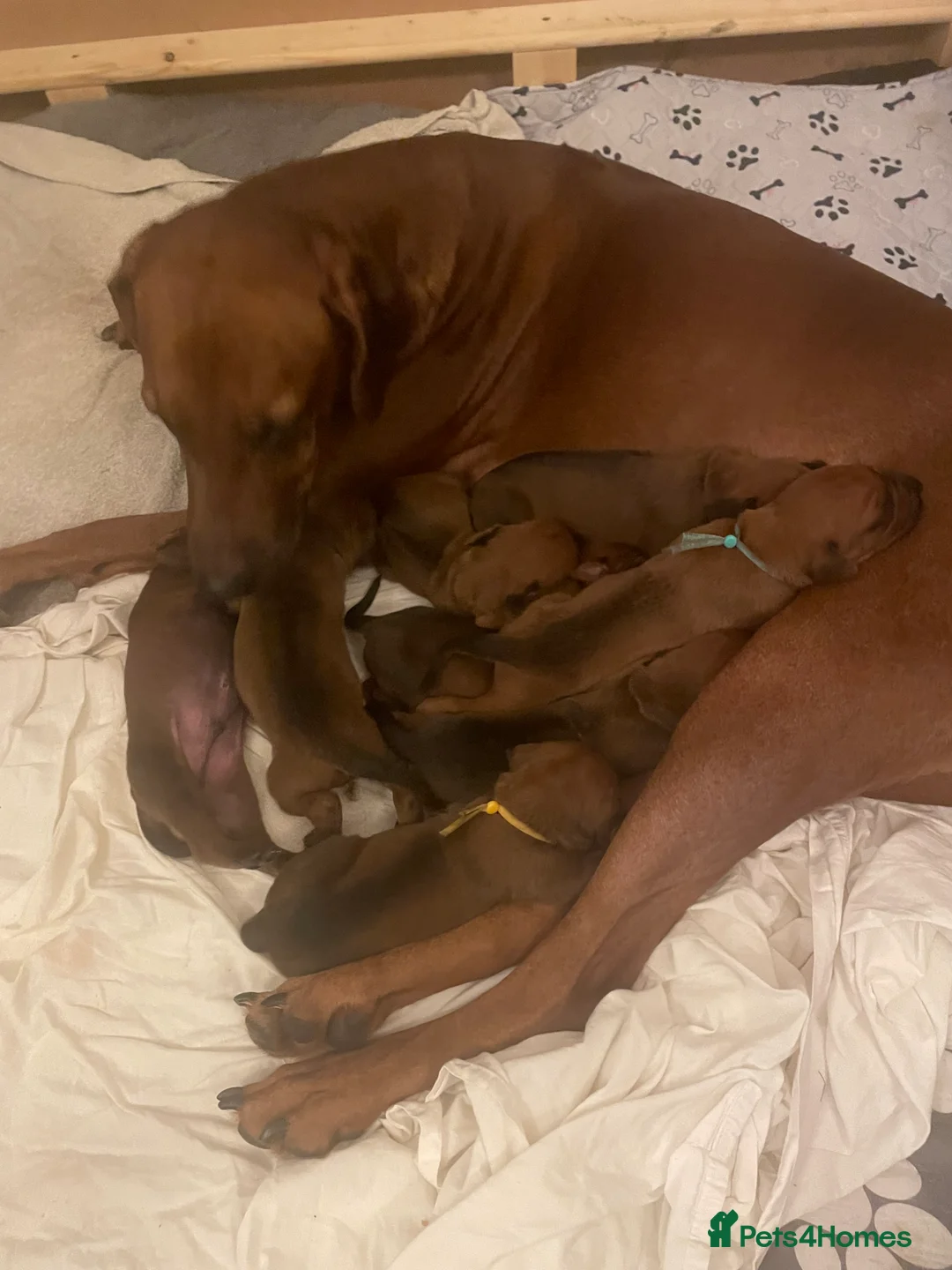 Rhodesian Ridgeback dogs for sale: 3 beautiful Rhodesian Ridgeback girls  - Advert 1