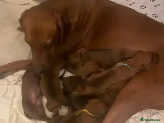 Rhodesian Ridgeback dogs 3 beautiful Rhodesian Ridgeback girls - Advert 9