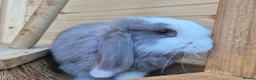 Mini Lop rabbits for sale: Mini lops 5 does 1 buck available  8 weeks old  - Advert 5