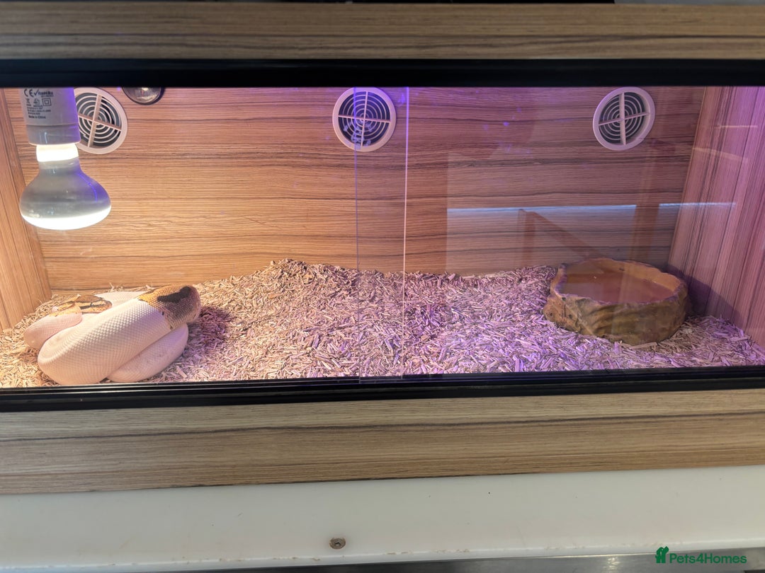 Python Snake reptiles for sale: Female ball python pied & Hognose snakes  - Advert 13