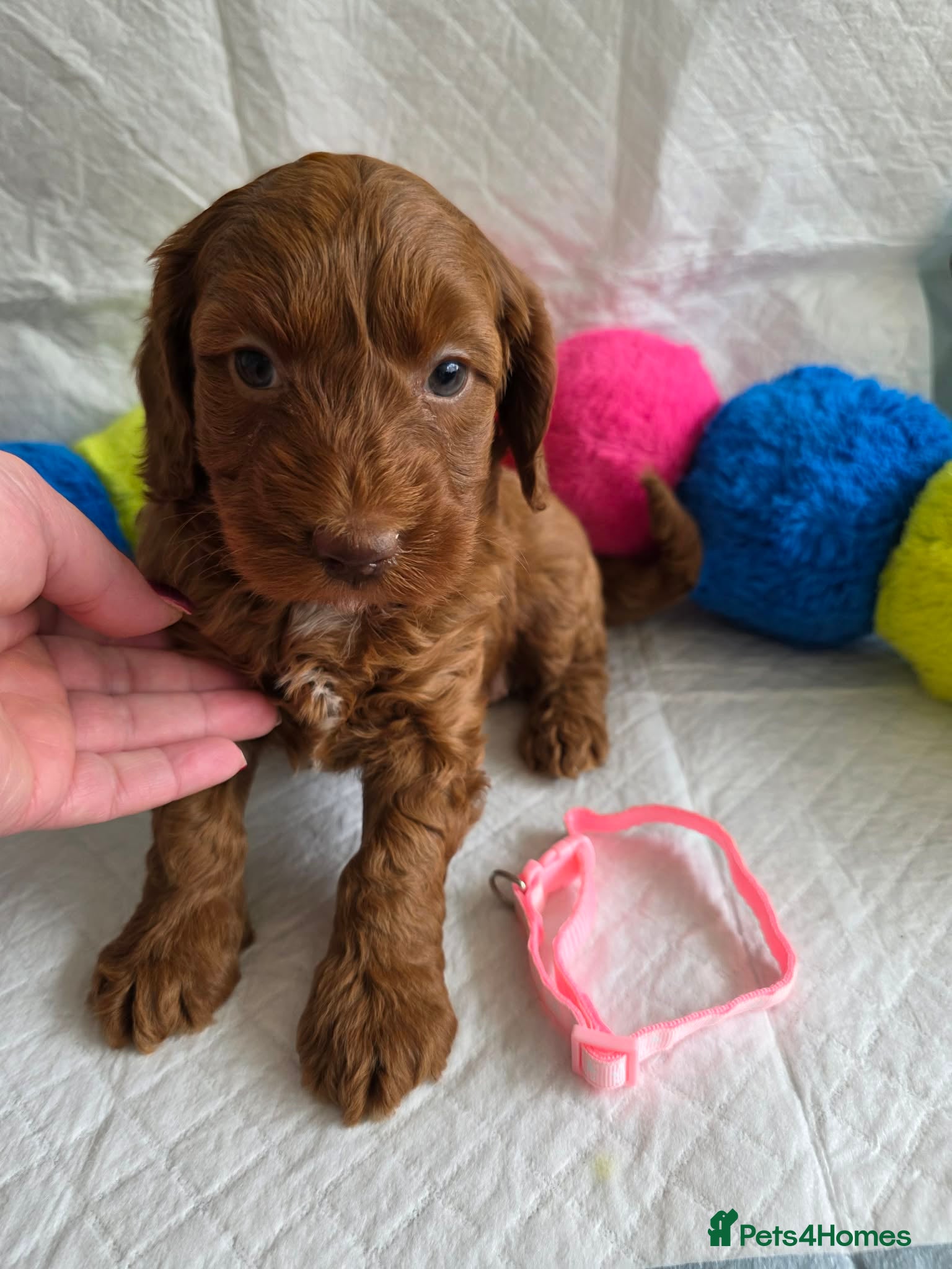 Australian Labradoodle dogs  👑 Multigen Deep Red Australian Double Doodles 👑 - Advert 18