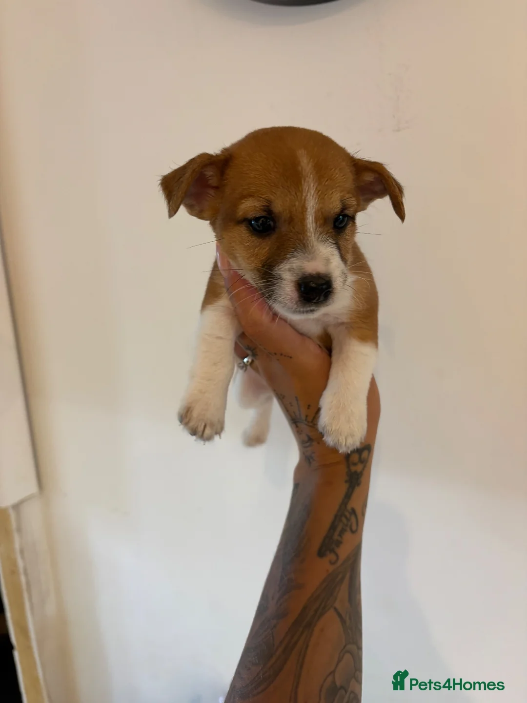 Jack Russell dogs for sale: Beautiful bob tail jack Russle puppies - Advert 2