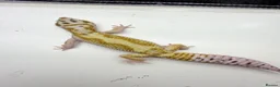 Leopard Gecko reptiles for sale: Last few leopard gecko when they gone they gone !! - Advert 8