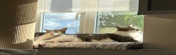 Mixed Breed cats for adoption: [Indoors Only] Lex & Luthor - Adorable Brothers! - Advert 13