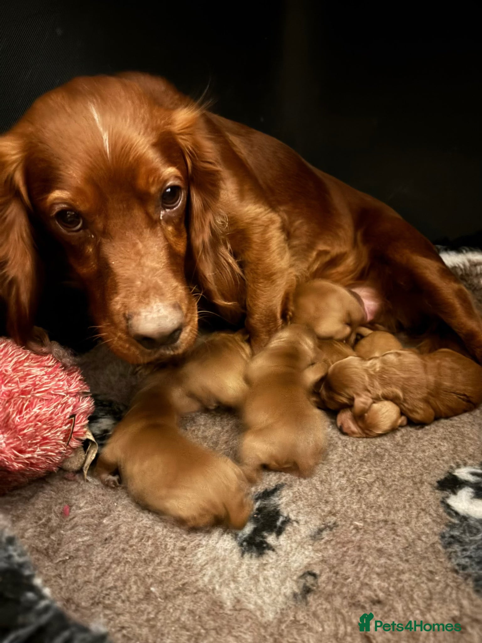 Cockapoo dogs Beautiful cockapoo puppies  - Advert 1