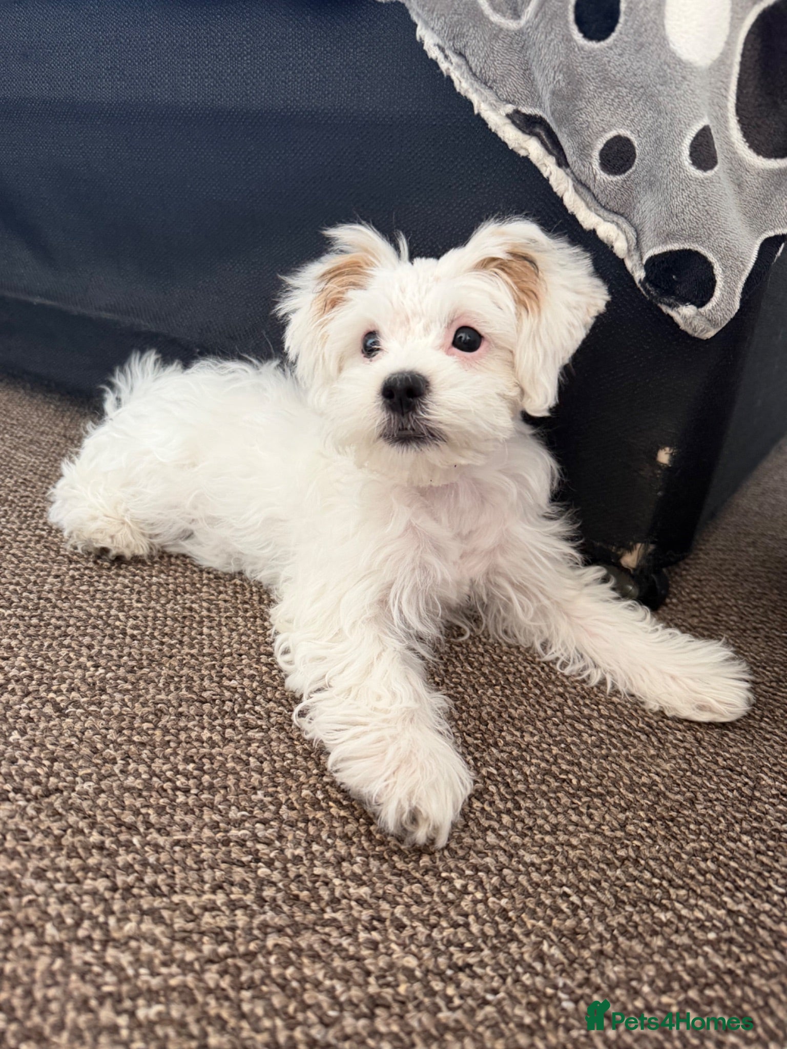 Bichon Frise dogs Bichon  - Advert 12