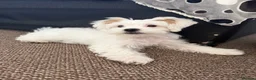 Bichon Frise dogs for sale: Bichon  - Advert 1