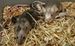 Mouse rodents for sale: Satin, long and short haired varieties  - Image 26