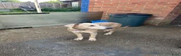 Mixed Breed dogs for sale: Saluki x Staffordshire Bull Terrier Puppy - Advert 5