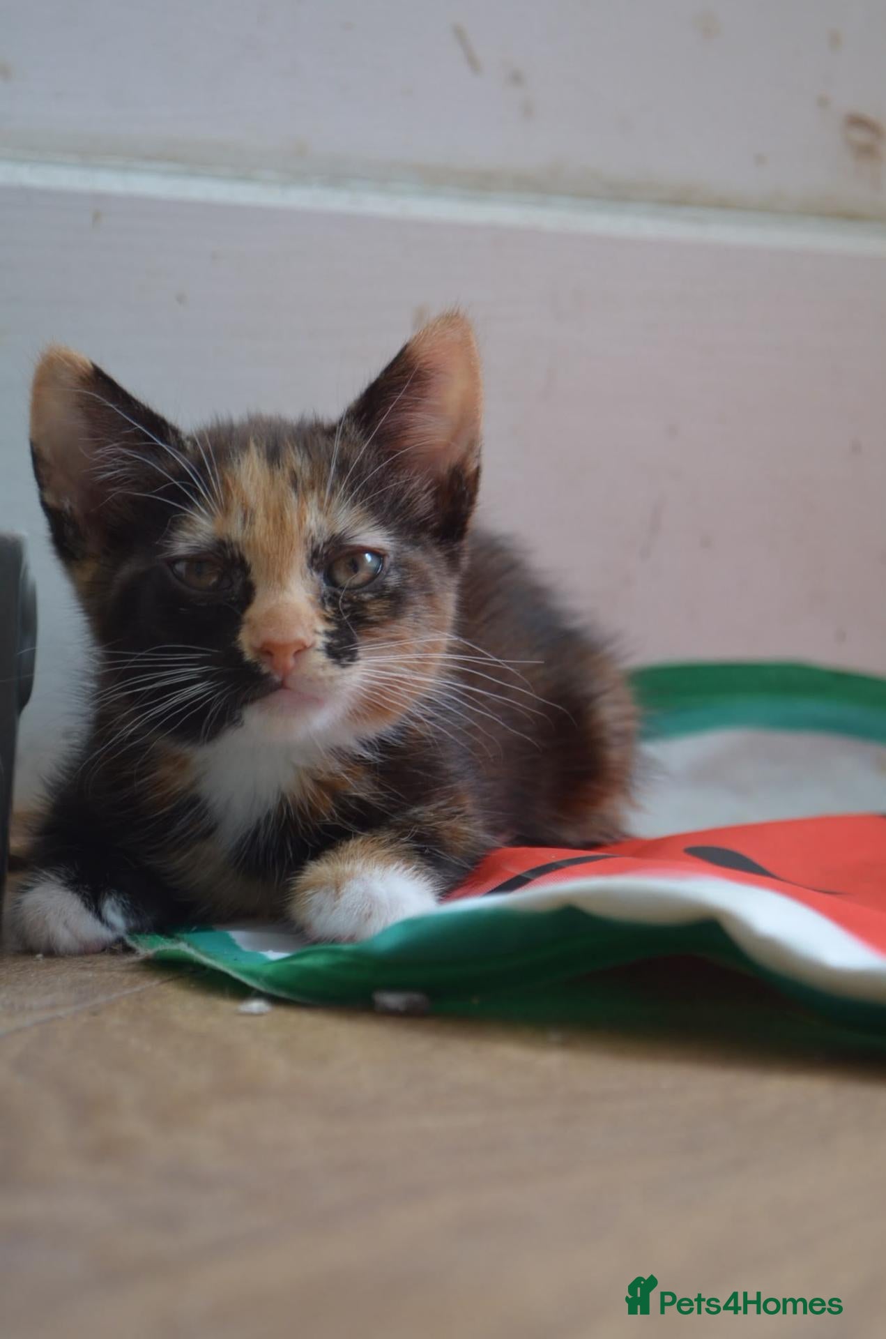 British Shorthair cats Last little girl looking for her forever home  - Advert 1