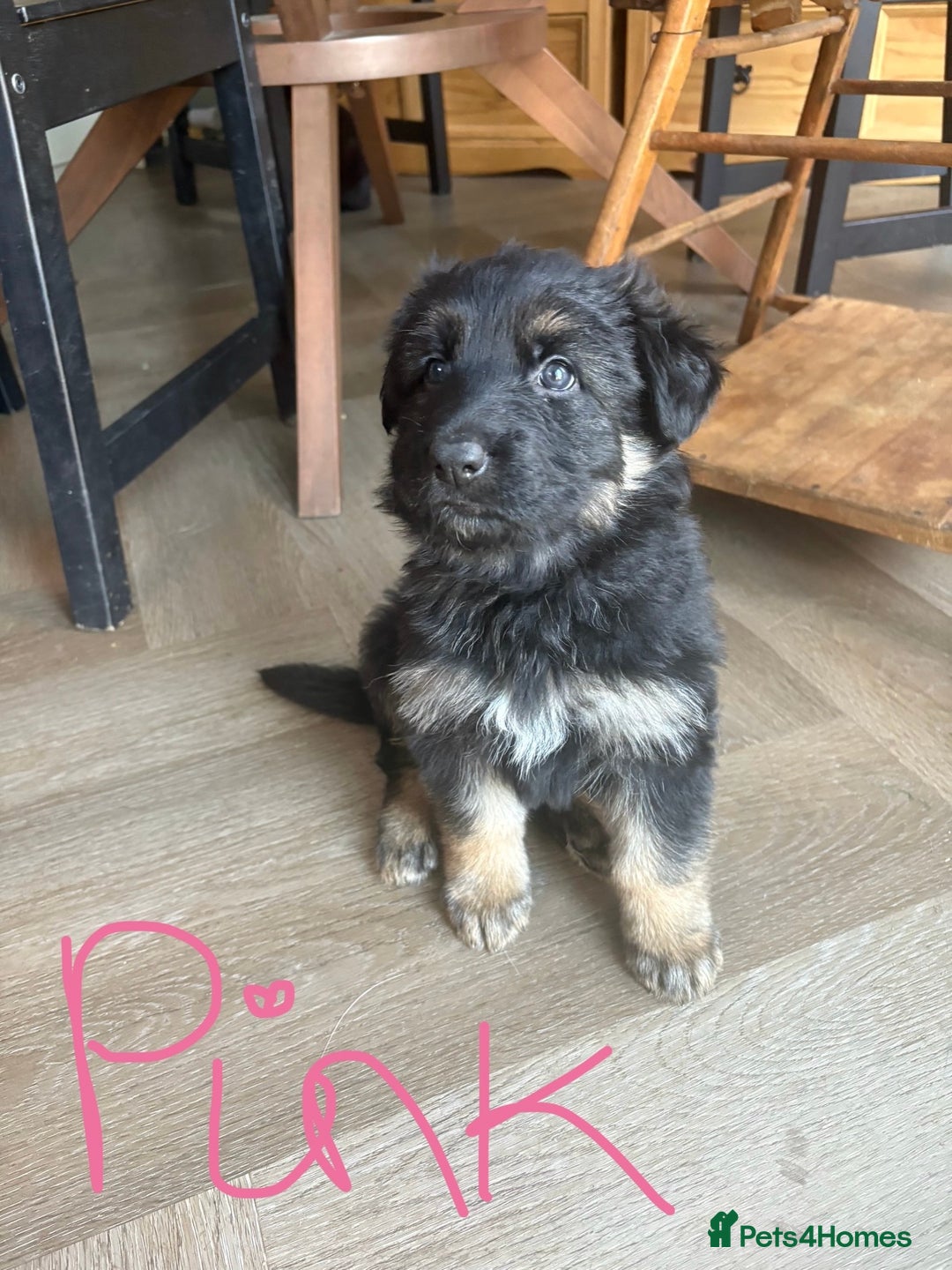 German Shepherd dogs for sale: 🐾 Beautiful Family-Raised German Shepherds 🐾 - Advert 6