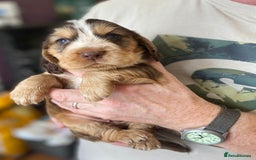 Cocker Spaniel dogs for sale: Stunning KC Reg Cocker Spaniel Pups Choco/Black - Image 11