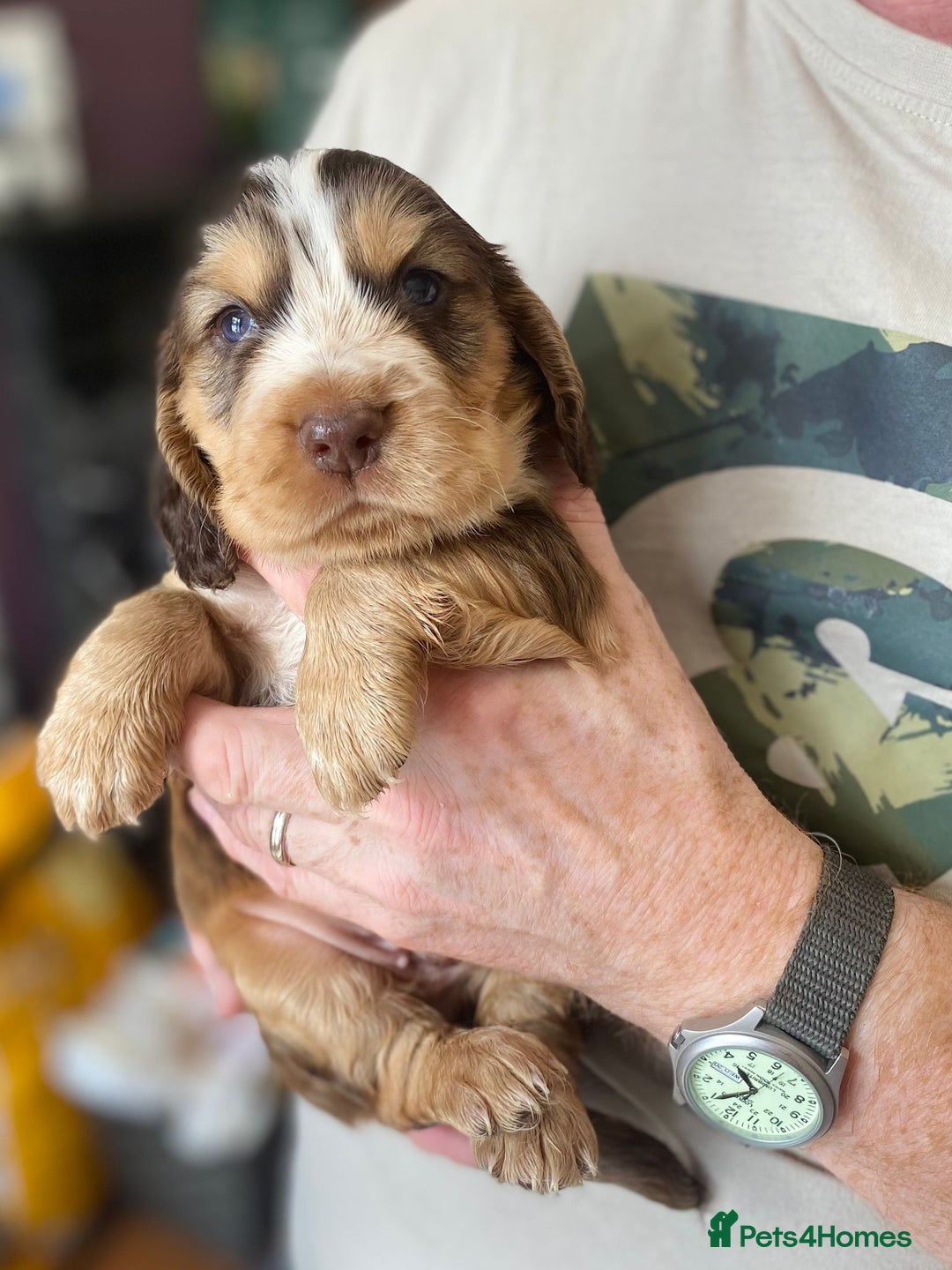 Cocker Spaniel dogs for sale: Stunning KC Reg Cocker Spaniel Pups Choco/Black - Image 11