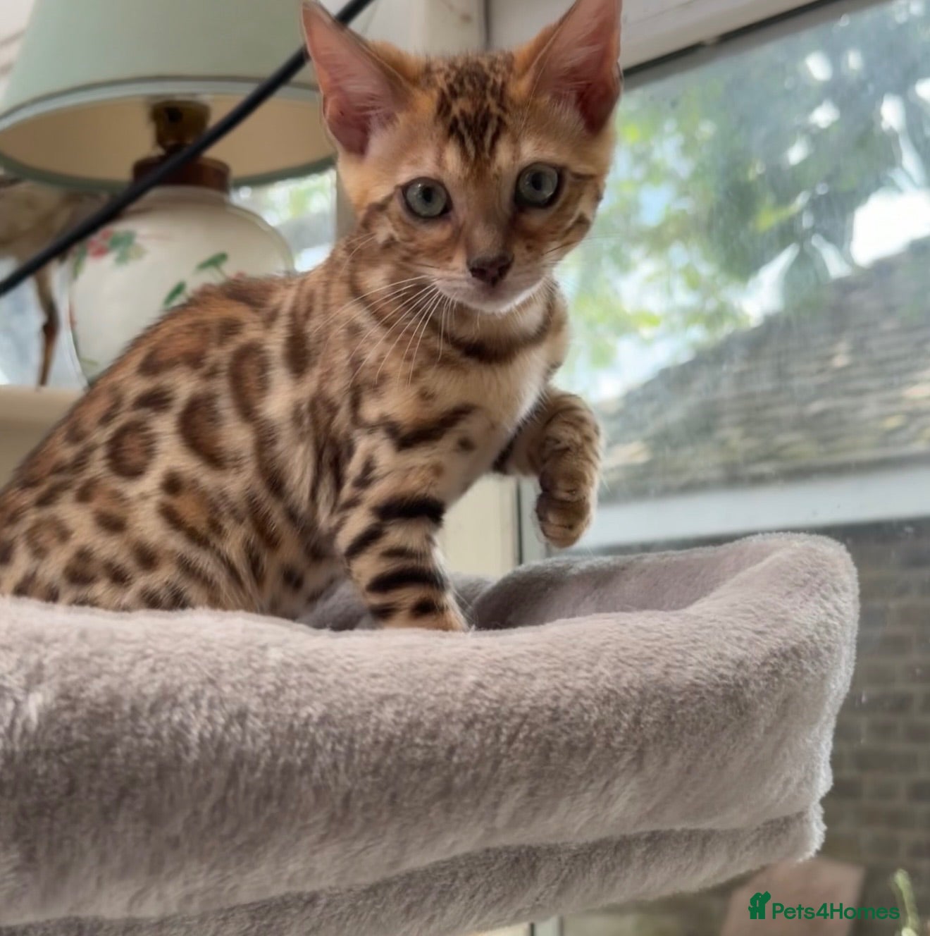 Bengal cats Ready Now! TICA 🩷 Super friendly Bengal kitten  - Advert 17