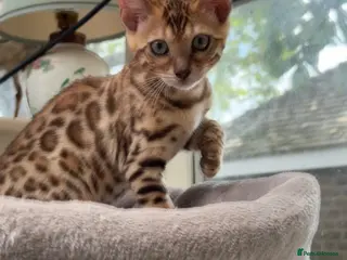 Bengal cats Ready Now! TICA 🩷 Super friendly Bengal kitten - Advert 17