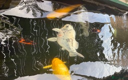 Koi Carp fish for sale: Beautiful Koi Carp looking for new home  - Image 1