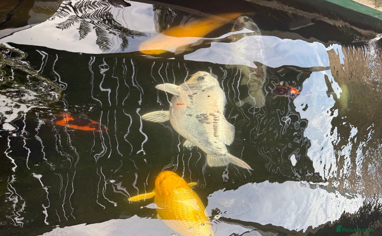 Koi Carp fish - Advert 3