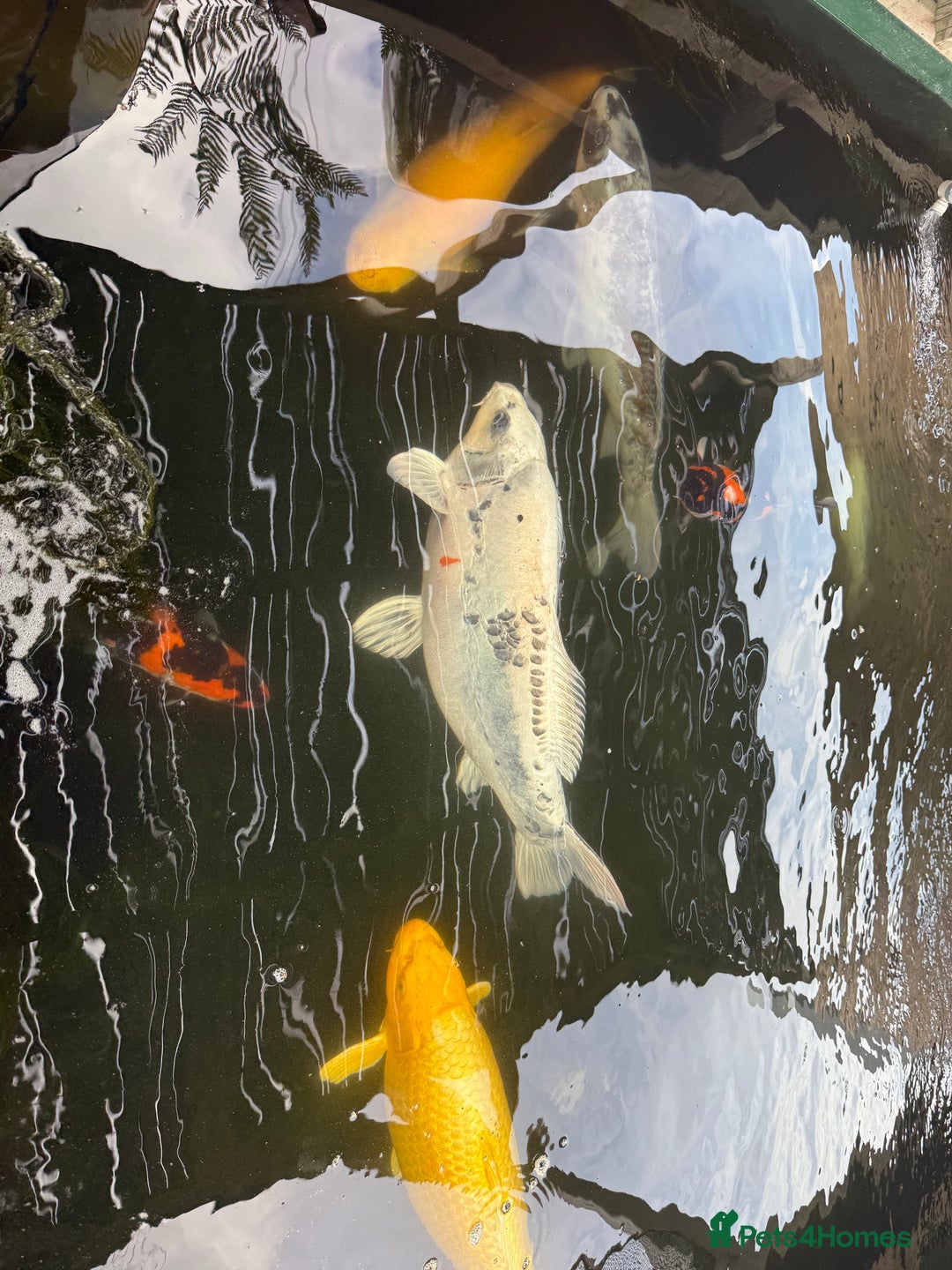 Koi Carp fish for sale: Beautiful Koi Carp looking for new home  - Image 1