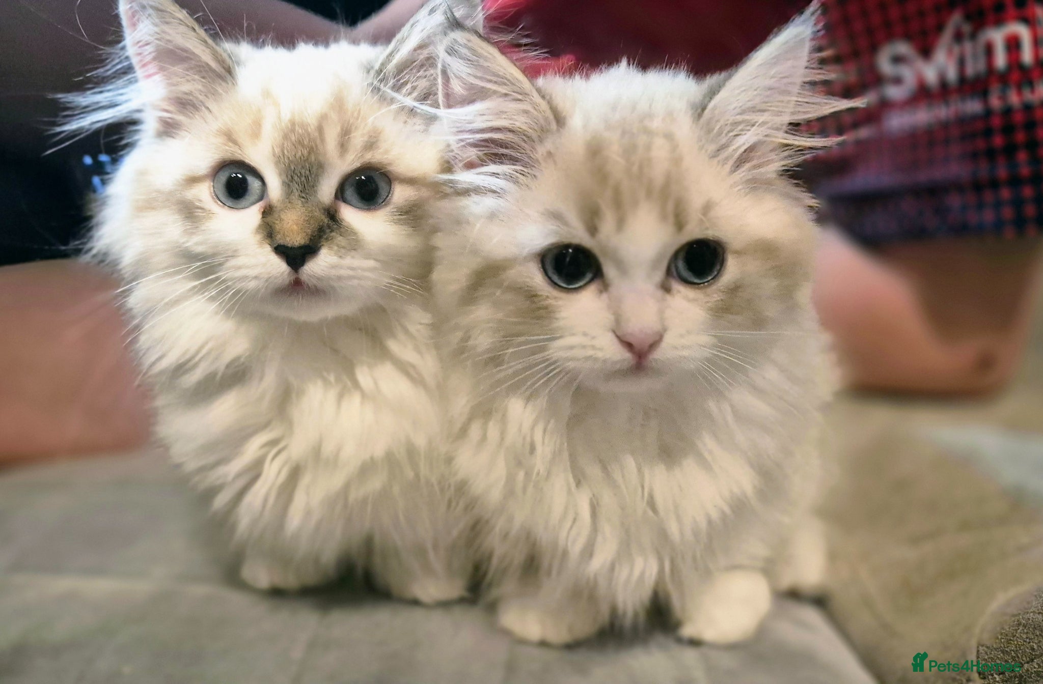 Munchkin cats Super short legs Munchkins  - Advert 3