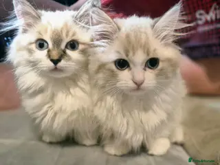 Munchkin cats Super short legs Munchkins - Advert 16