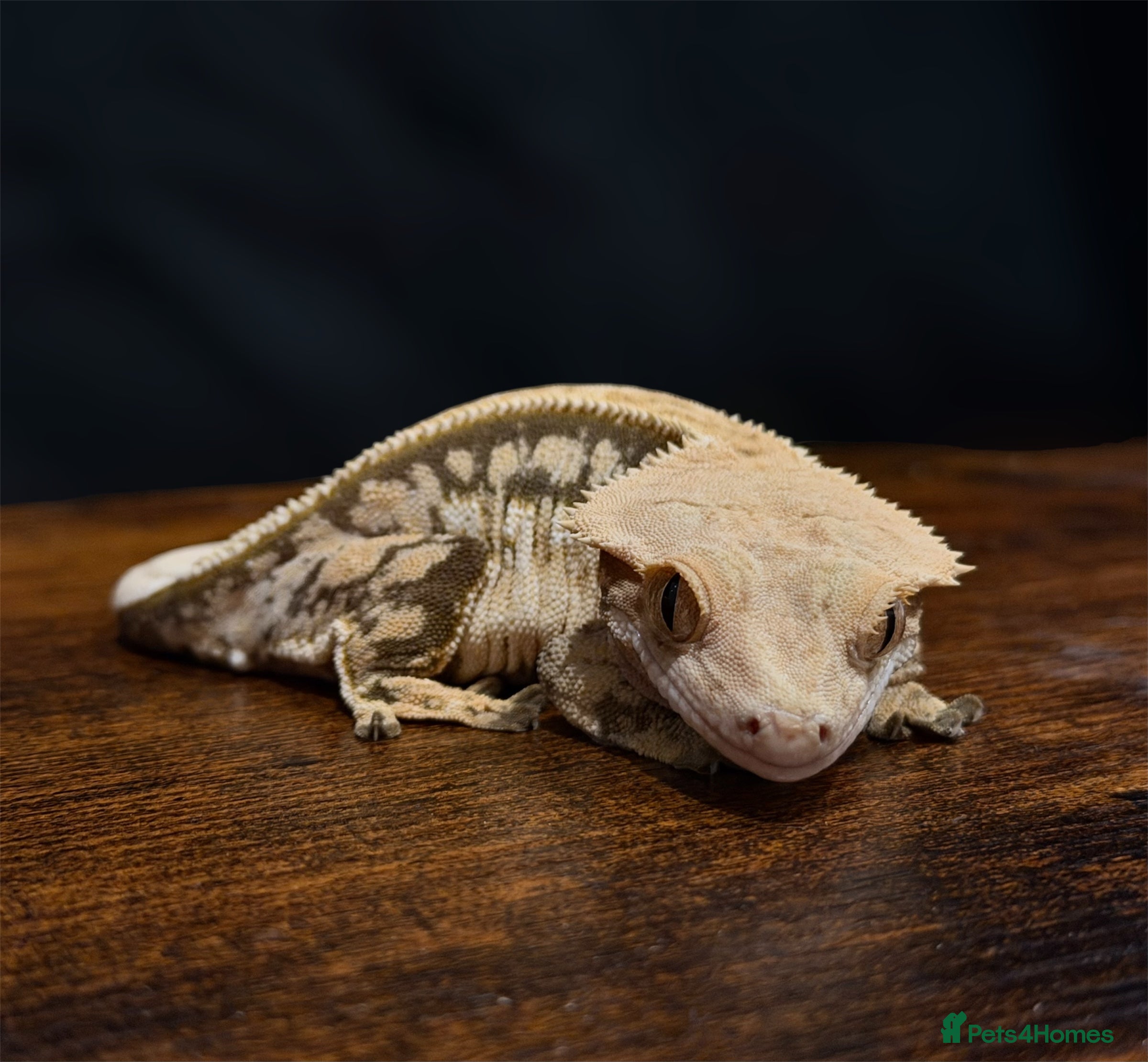 Gecko reptiles Beautiful Female Harlequin Crested Gecko - Advert 1