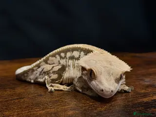 Gecko reptiles Beautiful Female Harlequin Crested Gecko - Advert 1