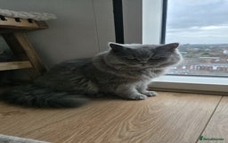 British Longhair cats for sale: Beautiful British Longhair female  - Advert 5