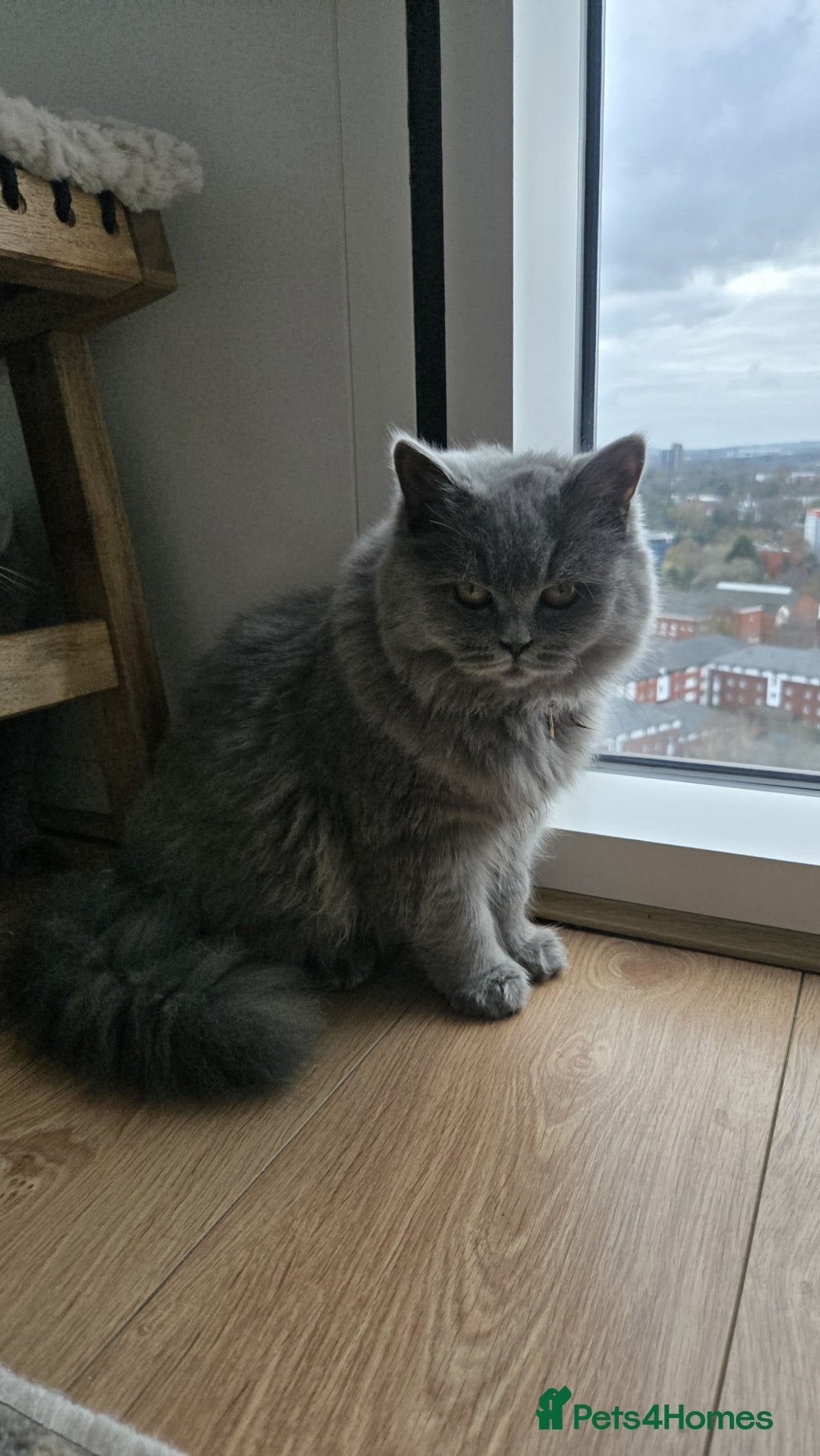 British Longhair cats for sale: Beautiful British Longhair female  - Advert 5