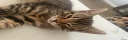 Mixed Breed cats for sale: Kitten - Advert 4