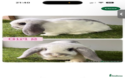 Mini Lop rabbits for sale: Female mini lop - Image 1