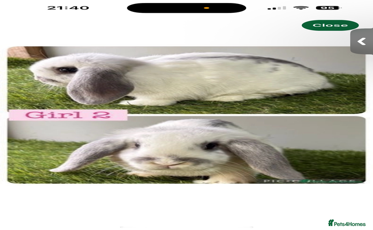 Mini Lop rabbits - Advert 1
