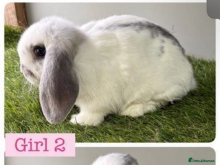 Mini Lop rabbits - Advert 1