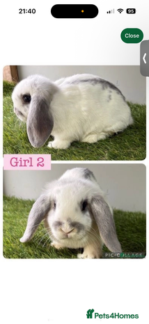 Mini Lop rabbits - Advert 7