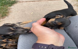 Mixed Breed dogs for sale: Jack Russell Black and Tan terrier puppies  - Image 25