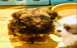 Mixed Breed dogs for sale: 🌟BUNDLES OF JOY 🐶 SUPER CUTE MALSHIPOO PUPS - Image 5