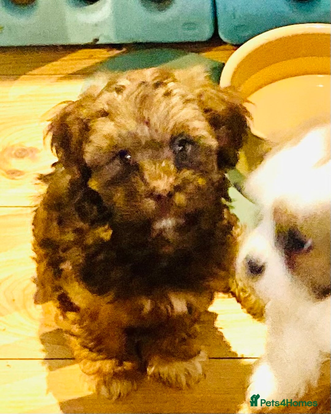 Mixed Breed dogs for sale: 🌟BUNDLES OF JOY 🐶 SUPER CUTE MALSHIPOO PUPS - Image 5