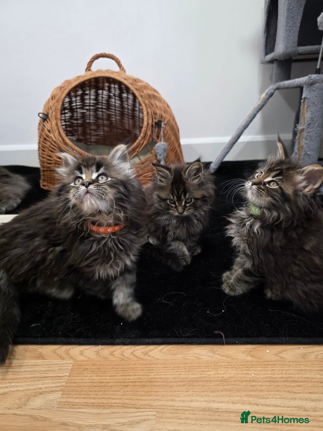 Maine Coon cats for sale: Maine Coon Kittens - Advert 13