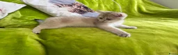 British Longhair cats for sale: Pure Bread British Longhair and Shorthair kittens - Advert 12