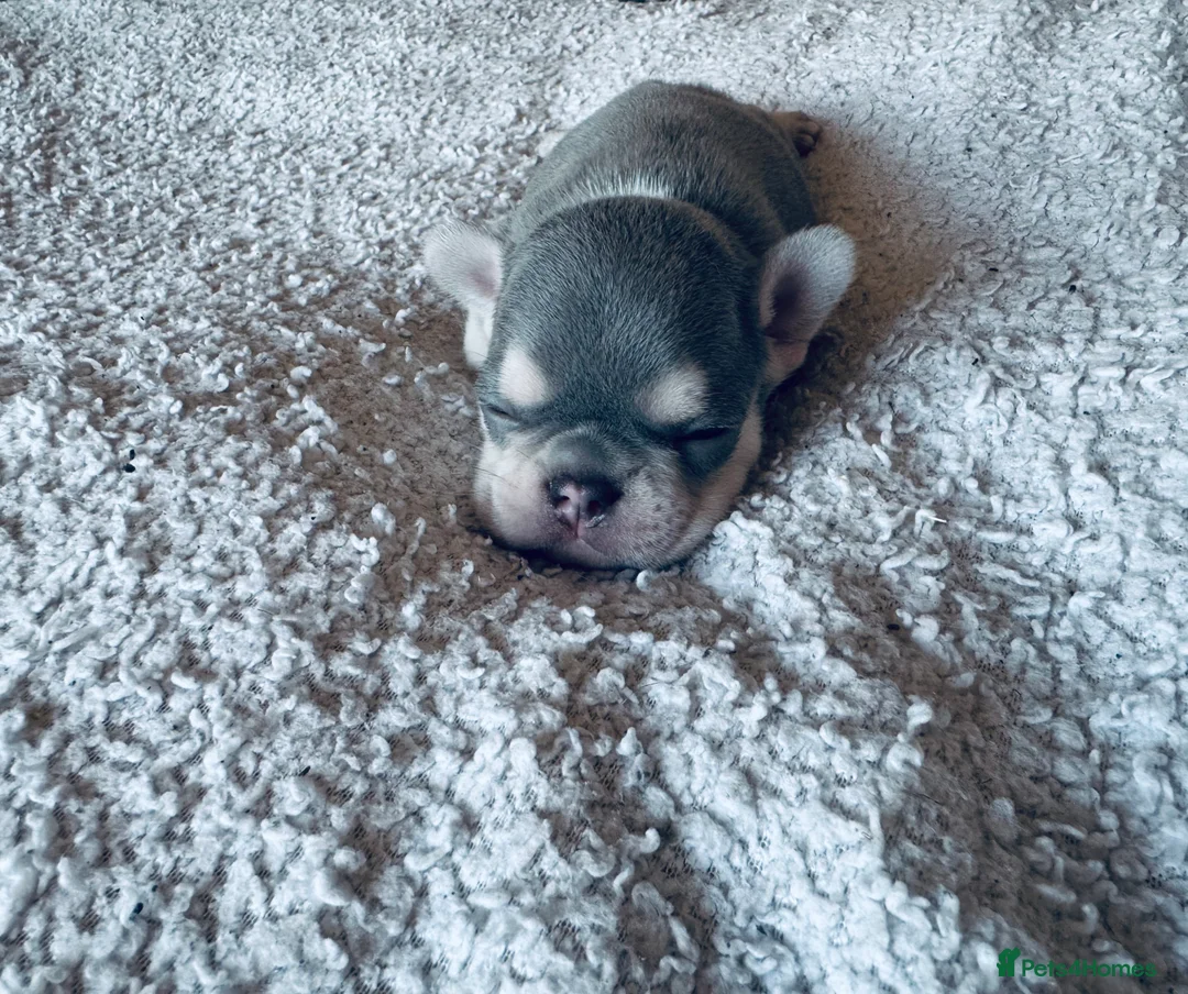 French Bulldog dogs for sale: KC registered, health tested - Advert 1
