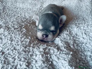 French Bulldog dogs KC registered, health tested - Advert 3