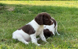 English Springer Spaniel dogs for sale: Lovely Well Bred KC English Springer Spaniels - Image 12