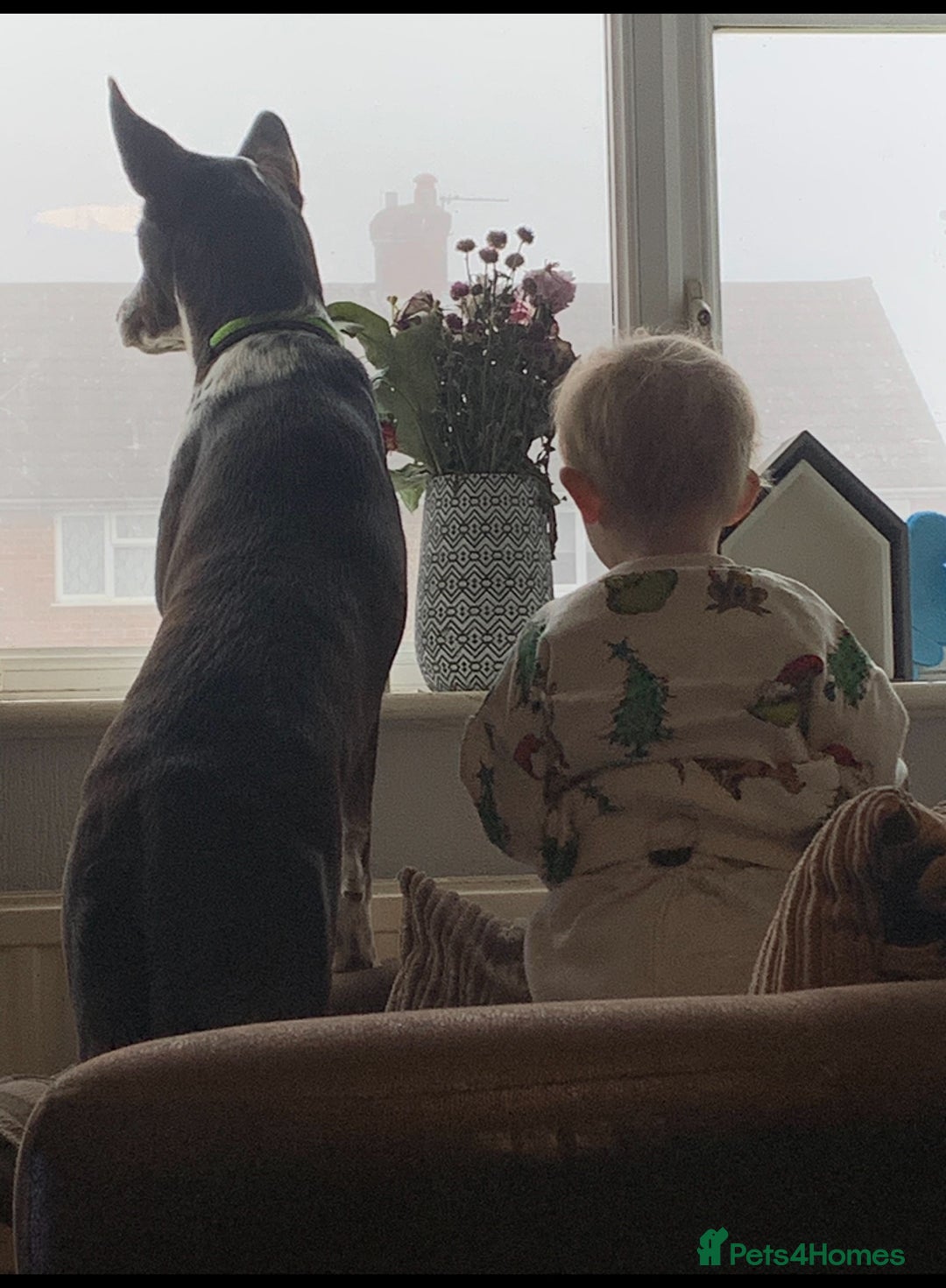 Mixed Breed dogs for sale: Border collie X Cattle Dog  - Advert 5