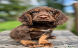 Cocker Spaniel dogs for sale: Beautiful Working Cocker Spaniel Boys - Image 10