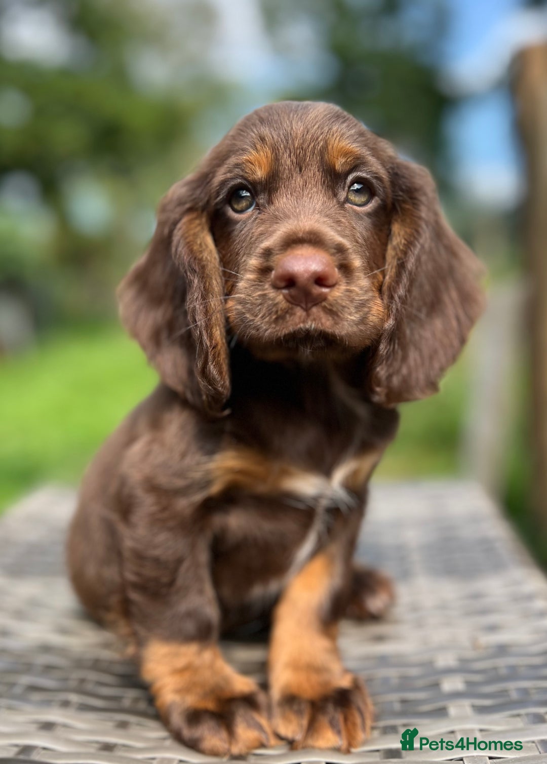 Cocker Spaniel dogs for sale: Beautiful Working Cocker Spaniel Boys - Image 10