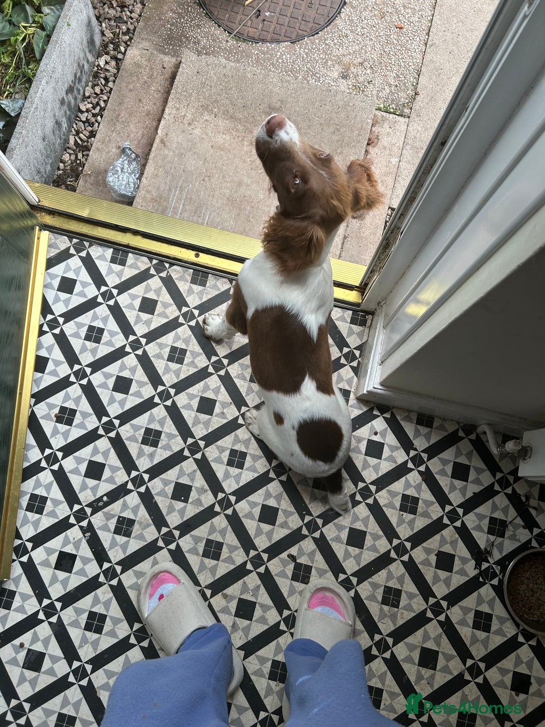 English Springer Spaniel dogs for sale: Doug the springer  - Image 2