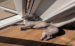 French Bulldog dogs for sale: BHODI  - Image 3