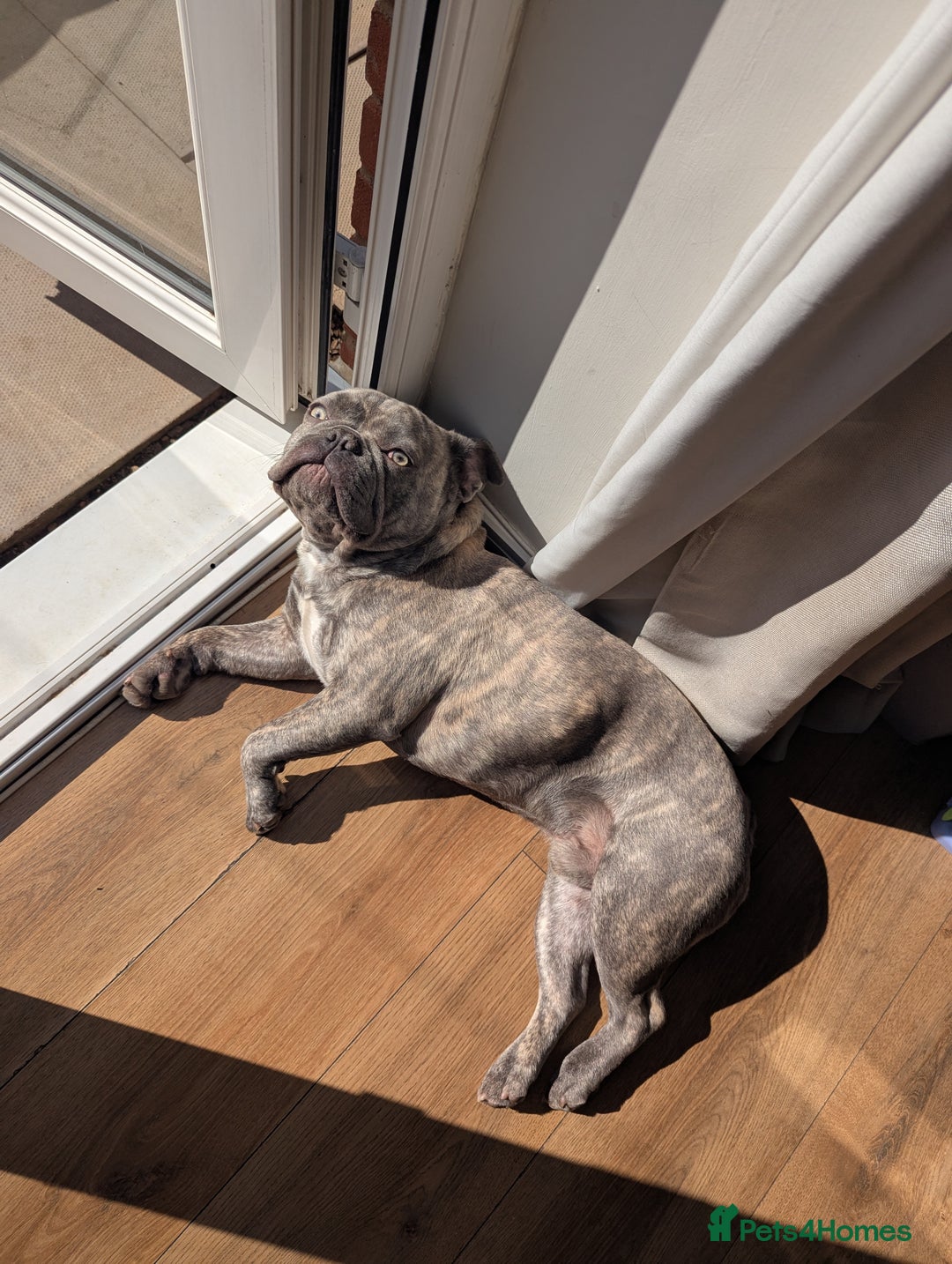 French Bulldog dogs for sale: BHODI  - Image 3